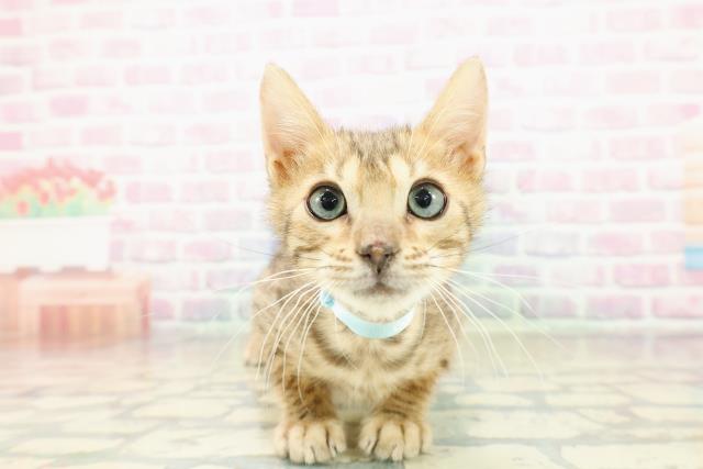 北海道のベンガル (Coo&RIKU札幌東店/2025年10月9日生まれ/男の子/ブラウンスポットタビー)の子猫の1枚目の画像