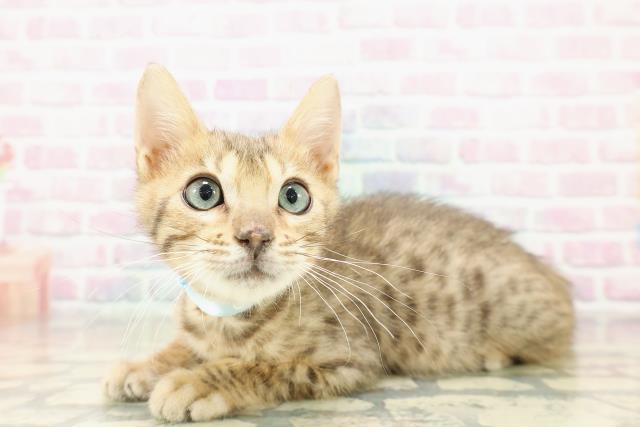 北海道のベンガル (Coo&RIKU札幌東店/2025年10月9日生まれ/男の子/ブラウンスポットタビー)の子猫の2枚目の画像