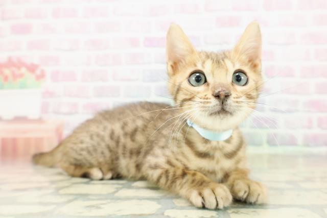 北海道のベンガル (Coo&RIKU札幌東店/2025年10月9日生まれ/男の子/ブラウンスポットタビー)の子猫の3枚目の画像