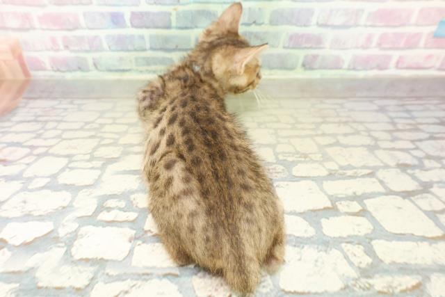 北海道のベンガル (Coo&RIKU札幌東店/2025年10月9日生まれ/男の子/ブラウンスポットタビー)の子猫の4枚目の画像