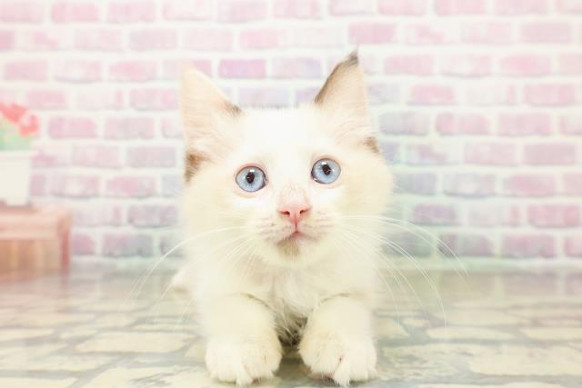 北海道のラグドール (Coo&RIKU札幌東店/2025年10月16日生まれ/女の子/トーティーポイントバイカラー)の子猫の1枚目の画像