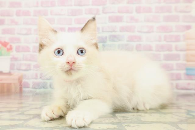 北海道のラグドール (Coo&RIKU札幌東店/2025年10月16日生まれ/女の子/トーティーポイントバイカラー)の子猫の2枚目の画像