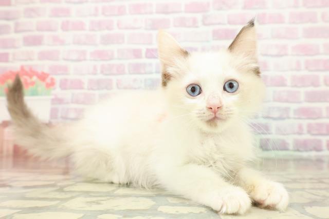 北海道のラグドール (Coo&RIKU札幌東店/2025年10月16日生まれ/女の子/トーティーポイントバイカラー)の子猫の3枚目の画像