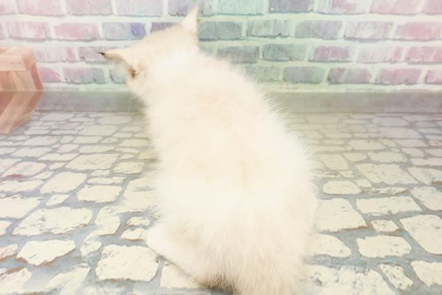 北海道のラグドール (Coo&RIKU札幌東店/2025年10月16日生まれ/女の子/トーティーポイントバイカラー)の子猫の4枚目の画像
