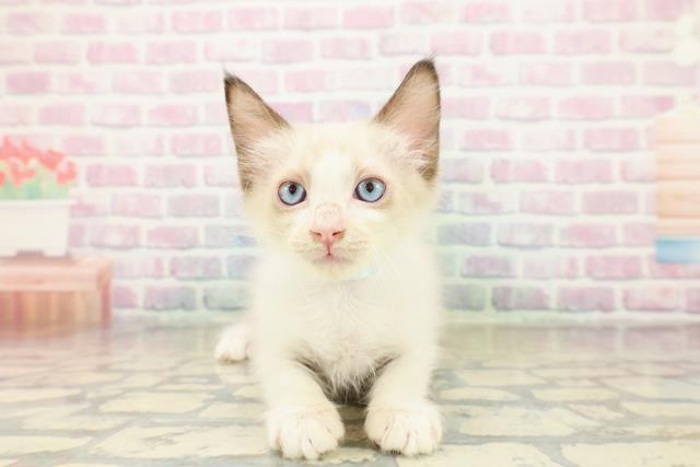 青森県のラグドール (Coo&RIKU青森店/2025年10月16日生まれ/男の子/シールポイントバイカラー)の子猫の1枚目の画像