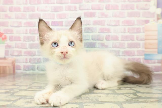 青森県のラグドール (Coo&RIKU青森店/2025年10月16日生まれ/男の子/シールポイントバイカラー)の子猫の2枚目の画像