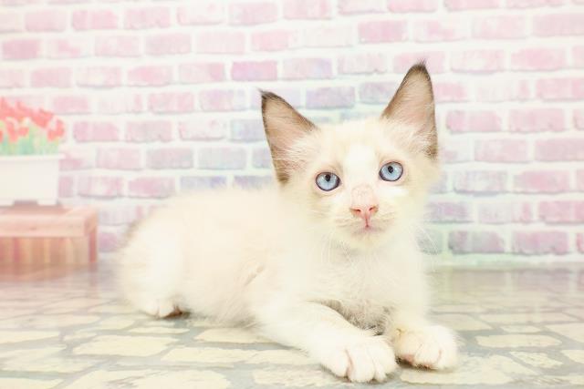 青森県のラグドール (Coo&RIKU青森店/2025年10月16日生まれ/男の子/シールポイントバイカラー)の子猫の3枚目の画像