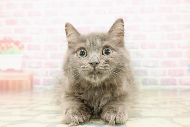 神奈川県のラガマフィン (Coo&RIKU横浜青葉店/2025年9月23日生まれ/男の子/ブルー)の子猫の1枚目の画像