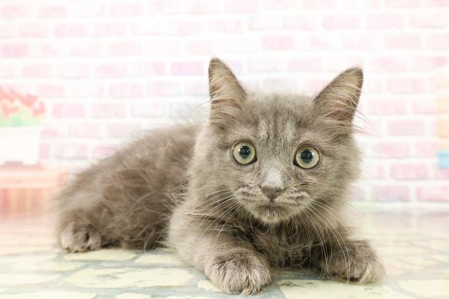 神奈川県のラガマフィン (Coo&RIKU横浜青葉店/2025年9月23日生まれ/男の子/ブルー)の子猫の3枚目の画像