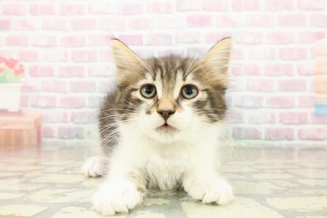 千葉県のノルウェージャンフォレストキャット (Coo&RIKUフレスポ稲毛店/2025年10月24日生まれ/男の子/ブラウンタビーホワイト)の子猫