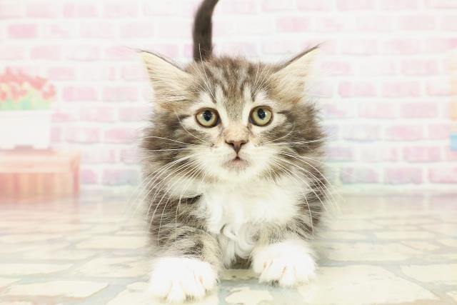 北海道のノルウェージャンフォレストキャット (Coo&RIKU札幌東店/2025年10月24日生まれ/女の子/ブラウンタビーホワイト)の子猫の1枚目の画像