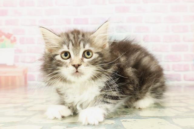 北海道のノルウェージャンフォレストキャット (Coo&RIKU札幌東店/2025年10月24日生まれ/女の子/ブラウンタビーホワイト)の子猫の2枚目の画像