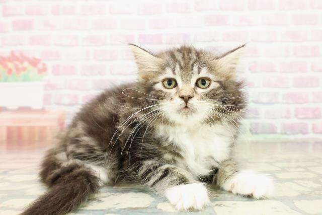 北海道のノルウェージャンフォレストキャット (Coo&RIKU札幌東店/2025年10月24日生まれ/女の子/ブラウンタビーホワイト)の子猫の3枚目の画像