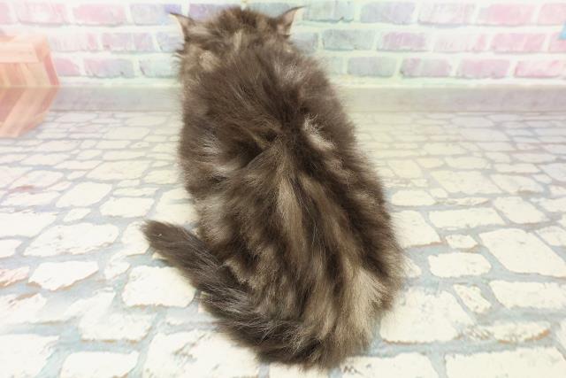 北海道のノルウェージャンフォレストキャット (Coo&RIKU札幌東店/2025年10月24日生まれ/女の子/ブラウンタビーホワイト)の子猫の4枚目の画像