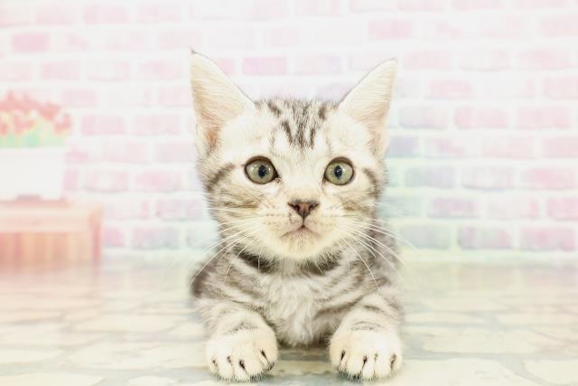 埼玉県のアメリカンショートヘアー (Coo&RIKU岩槻店/2025年10月23日生まれ/男の子/シルバークラシックタビー)の子猫の1枚目の画像