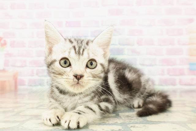 埼玉県のアメリカンショートヘアー (Coo&RIKU岩槻店/2025年10月23日生まれ/男の子/シルバークラシックタビー)の子猫の2枚目の画像
