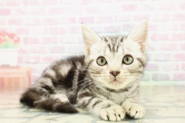 埼玉県のアメリカンショートヘアー (Coo&RIKU岩槻店/2025年10月23日生まれ/男の子/シルバークラシックタビー)の子猫の3枚目の画像