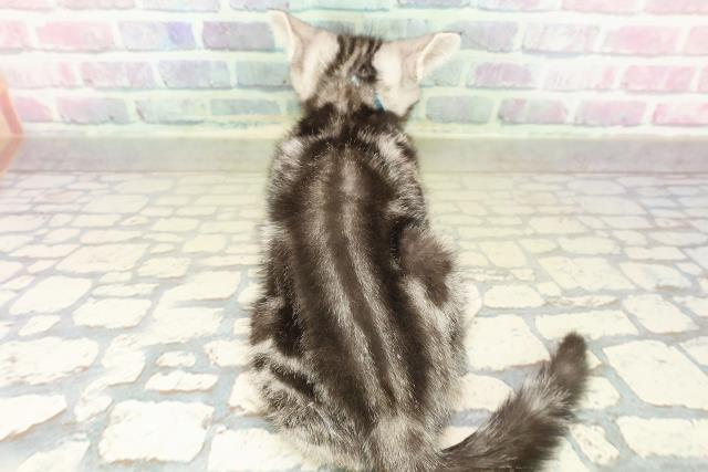 埼玉県のアメリカンショートヘアー (Coo&RIKU岩槻店/2025年10月23日生まれ/男の子/シルバークラシックタビー)の子猫の4枚目の画像