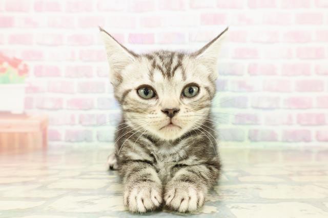 東京都のアメリカンショートヘアー (Coo&RIKU武蔵小山店/2025年10月23日生まれ/男の子/シルバークラシックタビー)の子猫の1枚目の画像