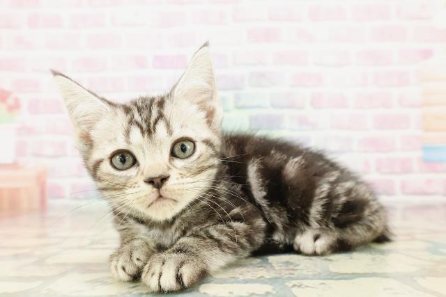 東京都のアメリカンショートヘアー (Coo&RIKU武蔵小山店/2025年10月23日生まれ/男の子/シルバークラシックタビー)の子猫の2枚目の画像