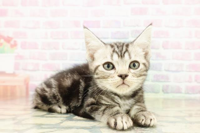 東京都のアメリカンショートヘアー (Coo&RIKU武蔵小山店/2025年10月23日生まれ/男の子/シルバークラシックタビー)の子猫の3枚目の画像
