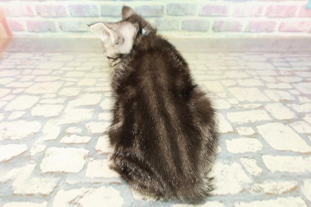 東京都のアメリカンショートヘアー (Coo&RIKU武蔵小山店/2025年10月23日生まれ/男の子/シルバークラシックタビー)の子猫の4枚目の画像