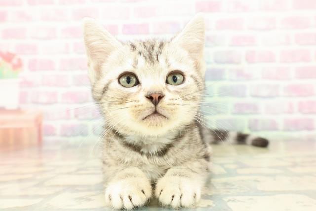 神奈川県のアメリカンショートヘアー (Coo&RIKUパウ川崎店/2025年10月23日生まれ/男の子/シルバークラシックタビー)の子猫