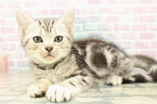 神奈川県のアメリカンショートヘアー (Coo&RIKUパウ川崎店/2025年10月23日生まれ/男の子/シルバークラシックタビー)の子猫の2枚目の画像