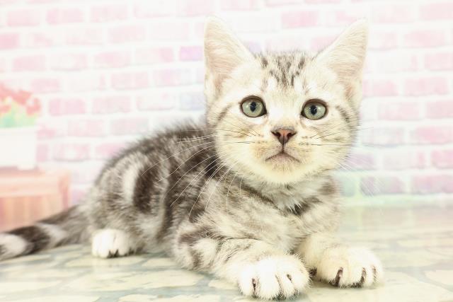 神奈川県のアメリカンショートヘアー (Coo&RIKUパウ川崎店/2025年10月23日生まれ/男の子/シルバークラシックタビー)の子猫の3枚目の画像