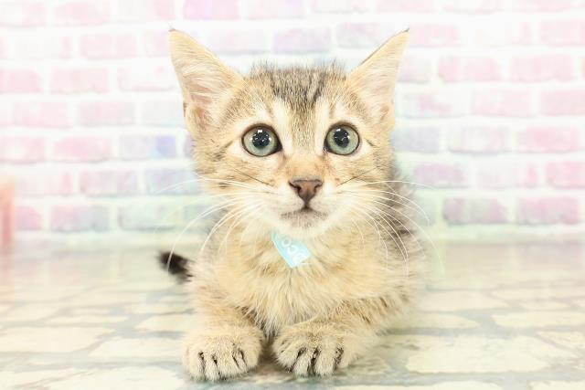 東京都のエジプシャンマウ (Coo&RIKU武蔵小山店/2025年10月28日生まれ/男の子/ブロンズ)の子猫の1枚目の画像