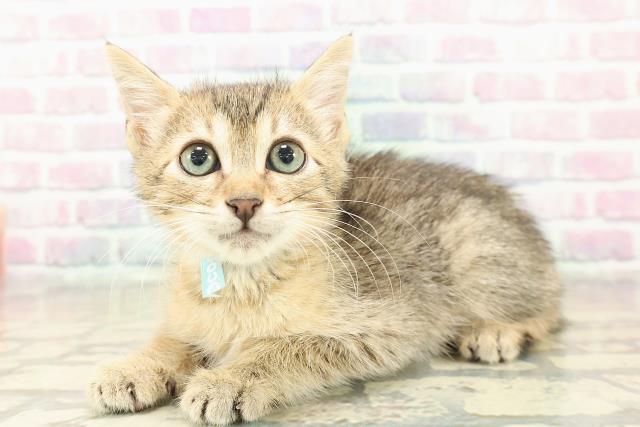 東京都のエジプシャンマウ (Coo&RIKU武蔵小山店/2025年10月28日生まれ/男の子/ブロンズ)の子猫の2枚目の画像