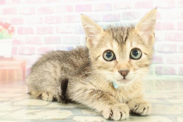 東京都のエジプシャンマウ (Coo&RIKU武蔵小山店/2025年10月28日生まれ/男の子/ブロンズ)の子猫の3枚目の画像