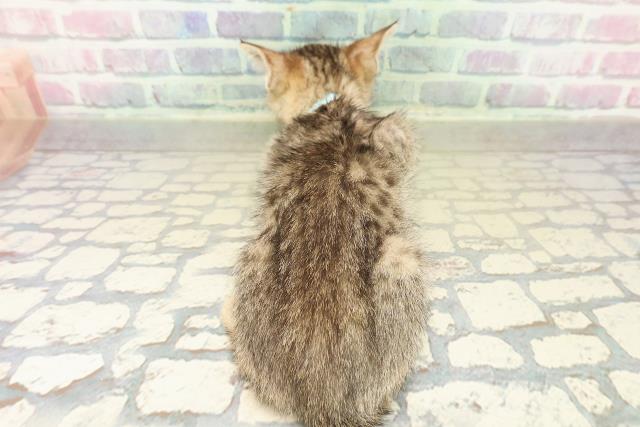 東京都のエジプシャンマウ (Coo&RIKU武蔵小山店/2025年10月28日生まれ/男の子/ブロンズ)の子猫の4枚目の画像