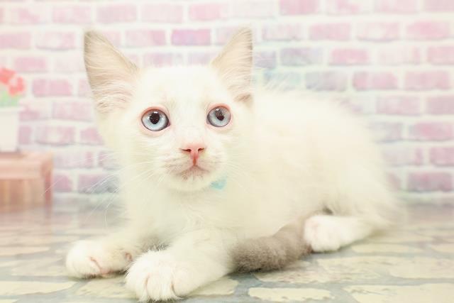 栃木県のラグドール (Coo&RIKUFKDインターパーク店/2025年10月17日生まれ/男の子/ブルーポイントバイカラー)の子猫の2枚目の画像