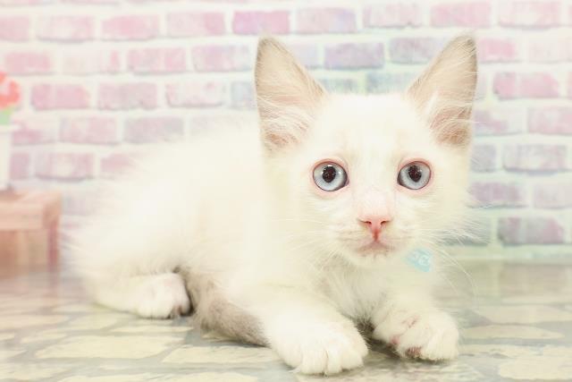 栃木県のラグドール (Coo&RIKUFKDインターパーク店/2025年10月17日生まれ/男の子/ブルーポイントバイカラー)の子猫の3枚目の画像