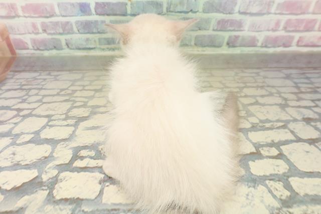 栃木県のラグドール (Coo&RIKUFKDインターパーク店/2025年10月17日生まれ/男の子/ブルーポイントバイカラー)の子猫の4枚目の画像