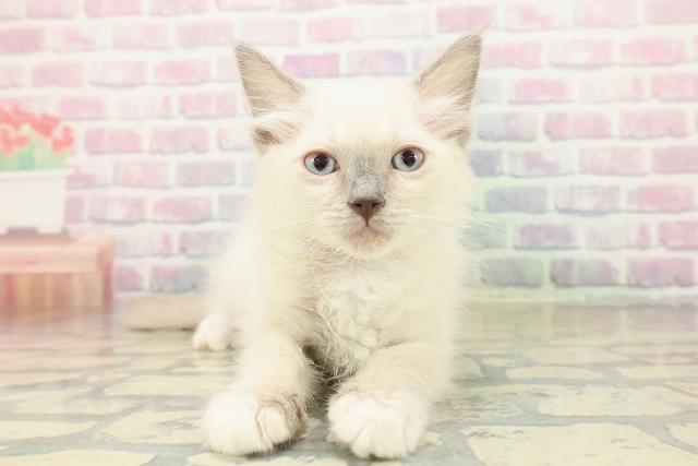 福島県のラグドール (Coo&RIKU郡山店/2025年10月17日生まれ/女の子/ブルーポイントミテッド)の子猫の1枚目の画像