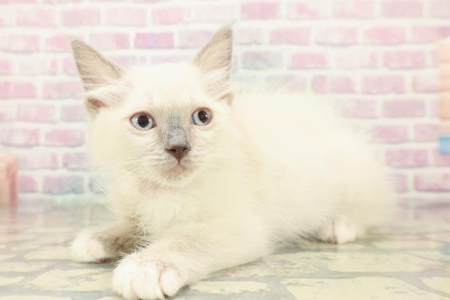 福島県のラグドール (Coo&RIKU郡山店/2025年10月17日生まれ/女の子/ブルーポイントミテッド)の子猫の2枚目の画像