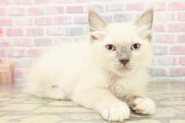 福島県のラグドール (Coo&RIKU郡山店/2025年10月17日生まれ/女の子/ブルーポイントミテッド)の子猫の3枚目の画像