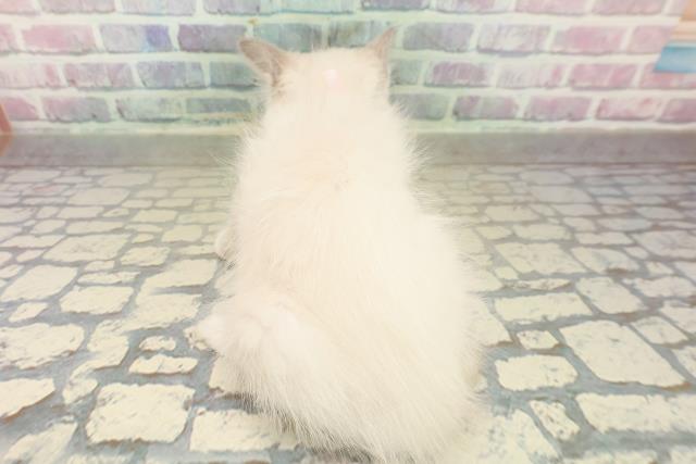 福島県のラグドール (Coo&RIKU郡山店/2025年10月17日生まれ/女の子/ブルーポイントミテッド)の子猫の4枚目の画像