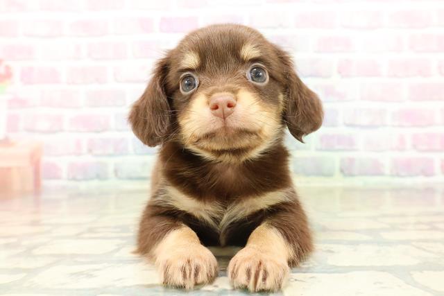 埼玉県のチワックス(チワワ×ダックス) (Coo&RIKUアニマルケアセンター大宮/2025年10月28日生まれ/男の子/チョコレートタン)の子犬の1枚目の画像