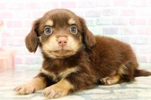 埼玉県のチワックス(チワワ×ダックス) (Coo&RIKUアニマルケアセンター大宮/2025年10月28日生まれ/男の子/チョコレートタン)の子犬の2枚目の画像