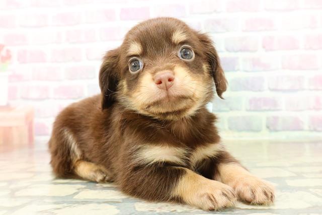 埼玉県のチワックス(チワワ×ダックス) (Coo&RIKUアニマルケアセンター大宮/2025年10月28日生まれ/男の子/チョコレートタン)の子犬の3枚目の画像