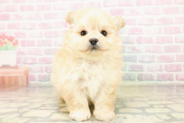 埼玉県のポメプー(ポメラニアン×プードル) (Coo&RIKUアニマルケアセンター大宮/2025年10月30日生まれ/男の子/アプリコット)の子犬の1枚目の画像