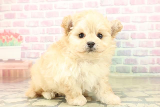 埼玉県のポメプー(ポメラニアン×プードル) (Coo&RIKUアニマルケアセンター大宮/2025年10月30日生まれ/男の子/アプリコット)の子犬の3枚目の画像