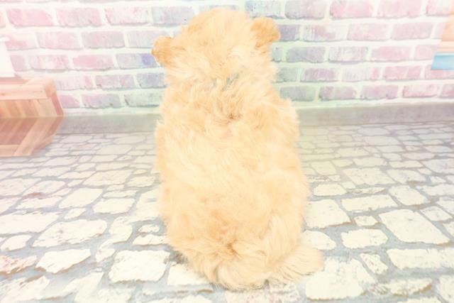 埼玉県のポメプー(ポメラニアン×プードル) (Coo&RIKUアニマルケアセンター大宮/2025年10月30日生まれ/男の子/アプリコット)の子犬の4枚目の画像