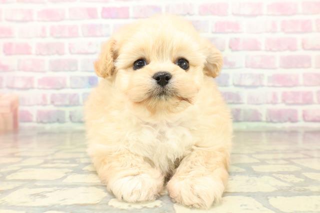 埼玉県のポメプー(ポメラニアン×プードル) (Coo&RIKUアニマルケアセンター大宮/2025年10月30日生まれ/女の子/アプリコット)の子犬の1枚目の画像