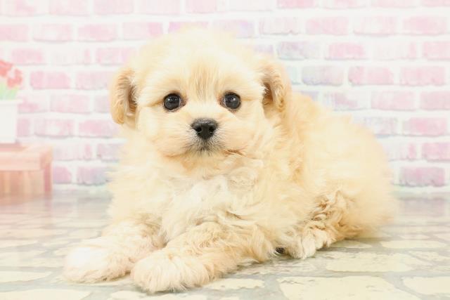 埼玉県のポメプー(ポメラニアン×プードル) (Coo&RIKUアニマルケアセンター大宮/2025年10月30日生まれ/女の子/アプリコット)の子犬の2枚目の画像