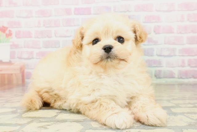 埼玉県のポメプー(ポメラニアン×プードル) (Coo&RIKUアニマルケアセンター大宮/2025年10月30日生まれ/女の子/アプリコット)の子犬の3枚目の画像