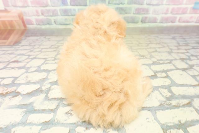 埼玉県のポメプー(ポメラニアン×プードル) (Coo&RIKUアニマルケアセンター大宮/2025年10月30日生まれ/女の子/アプリコット)の子犬の4枚目の画像